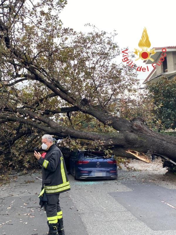A Rende gli alberi cadono sulle auto: un ferito images A Rende gli alberi cadono sulle auto: un ferito