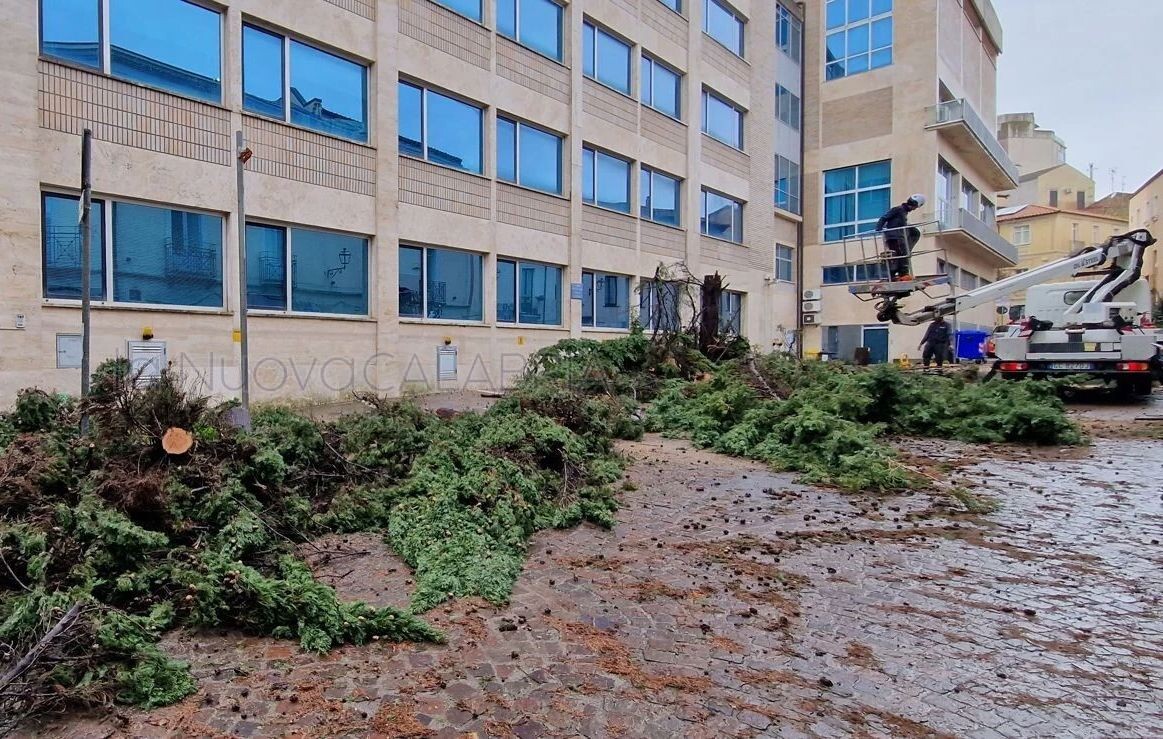 images Svolta green a Catanzaro: accolte le istanze dell'Osservatorio Ambiente sulla tutela degli alberi