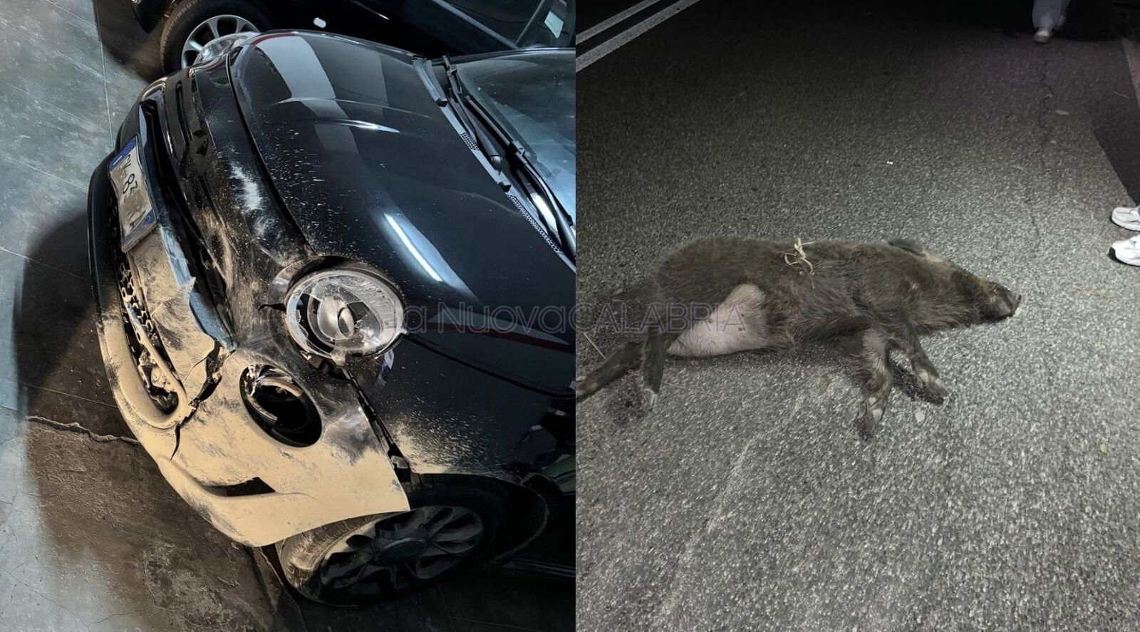 images Tragedia sfiorata a Squillace, ennesimo scontro con un cinghiale: distrutta auto di una studentessa