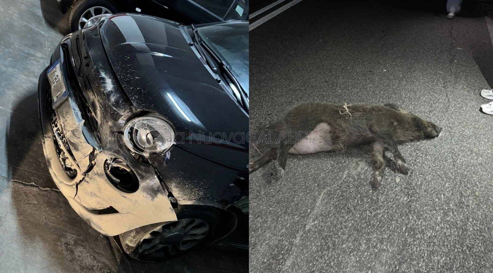Tragedia sfiorata a Squillace, ennesimo scontro con un cinghiale: distrutta auto di una studentessa