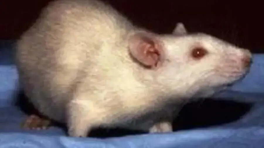 Scandalo Umg e Asp: lo strano caso del dirigente che denuncia, ma poi finisce ai domiciliari images Scandalo Umg e Asp: lo strano caso del dirigente che denuncia, ma poi finisce ai domiciliari