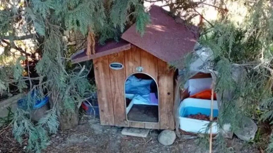 Catanzaro, continui atti di vandalismo nella colonia felina del Parco Commerciale “Le Fontane” images Catanzaro, continui atti di vandalismo nella colonia felina del Parco Commerciale “Le Fontane”