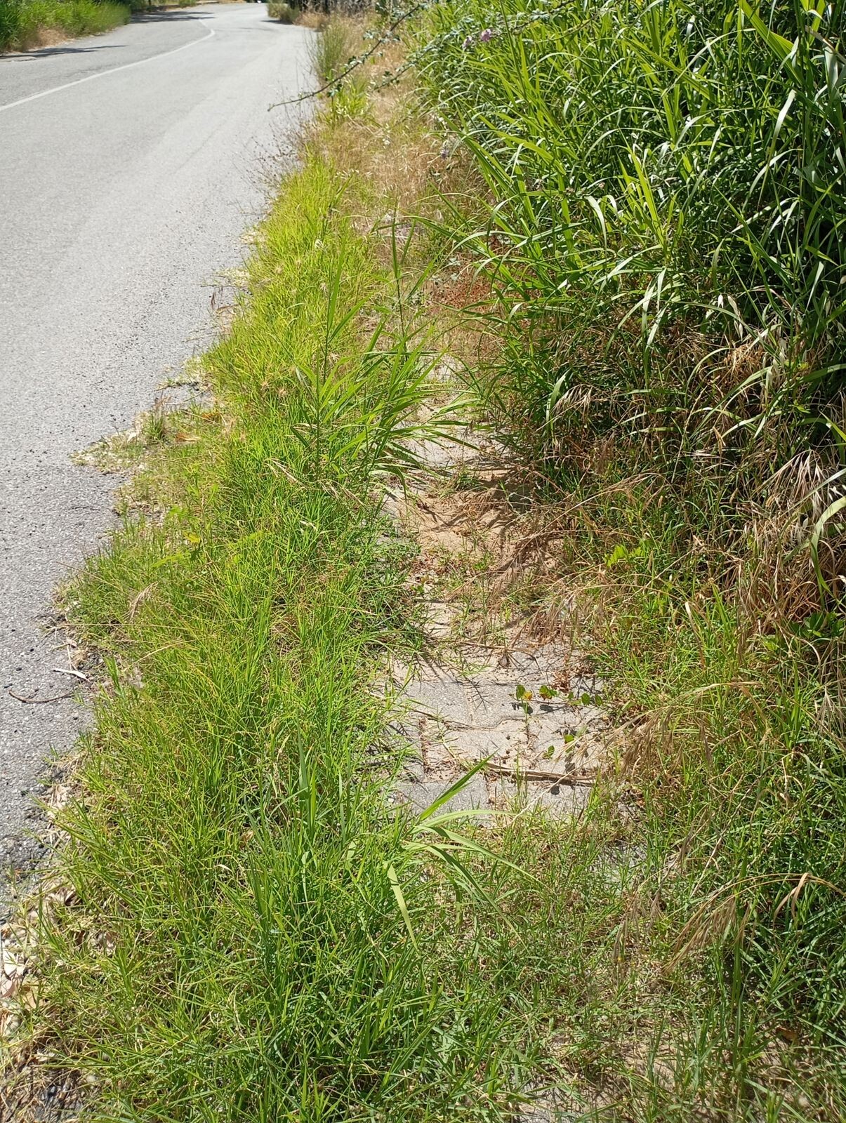 images Catanzaro, Silipo (CalabriaOltre): "In via Saul Greco la savana è servita!"