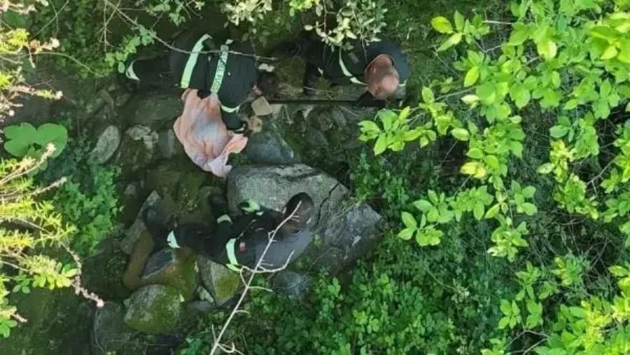 images Squillace, cane cade in una scarpata: salvato dai vigili del fuoco 