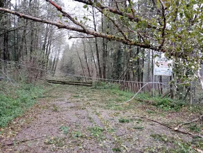 images Maltempo, nella Sila catanzarese alberi abbattuti dal vento (FOTO)