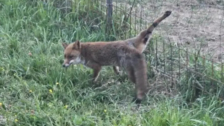 images Chiaravalle centrale, i Vigili del Fuoco salvano una piccola volpe
