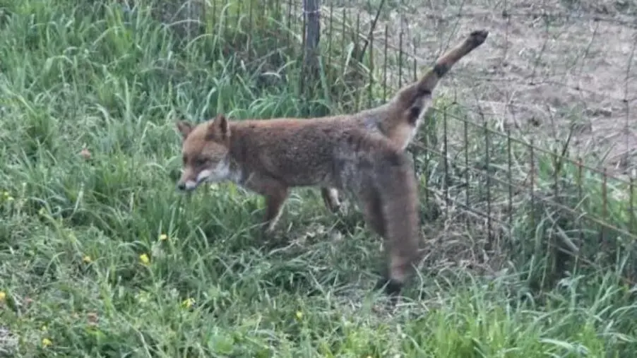 Chiaravalle centrale, i Vigili del Fuoco salvano una piccola volpe images Chiaravalle centrale, i Vigili del Fuoco salvano una piccola volpe