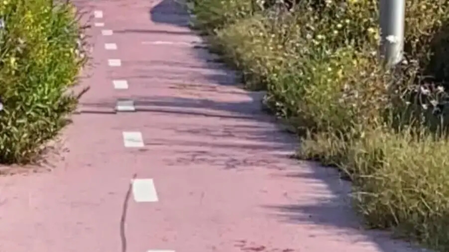 Incuria nella pista ciclabile di Santa Maria e in via Angitola, Costa:" Questo è il cambiamento?" images Incuria nella pista ciclabile di Santa Maria e in via Angitola, Costa:" Questo è il cambiamento?"