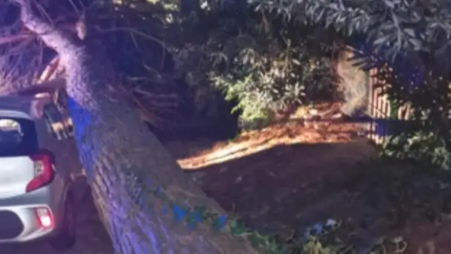 Catanzaro, un pino cade su un'auto distruggendola images Catanzaro, un pino cade su un'auto distruggendola