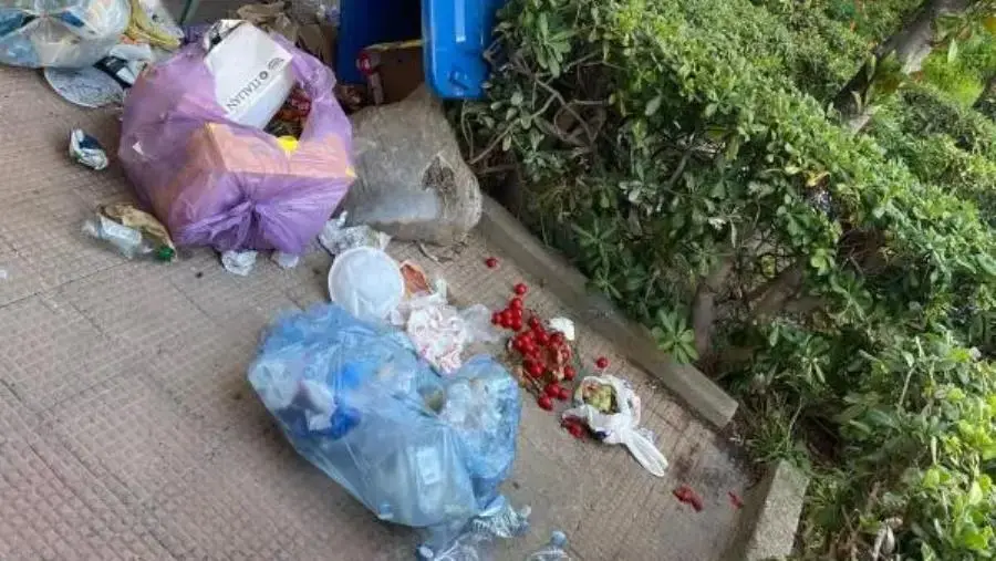 images Abbandonati a Pietragrande: la vergognosa situazione tra rifiuti e cinghiali