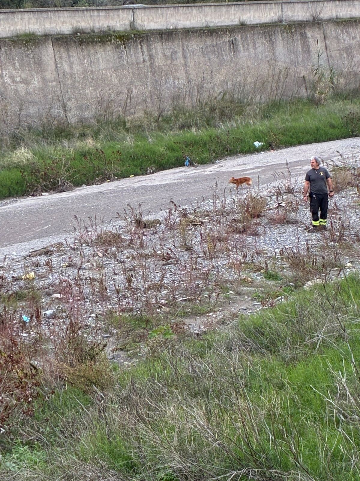images Disavventura a lieto fine a Catanzaro: recuperato un cane fuggito ai suoi padroni