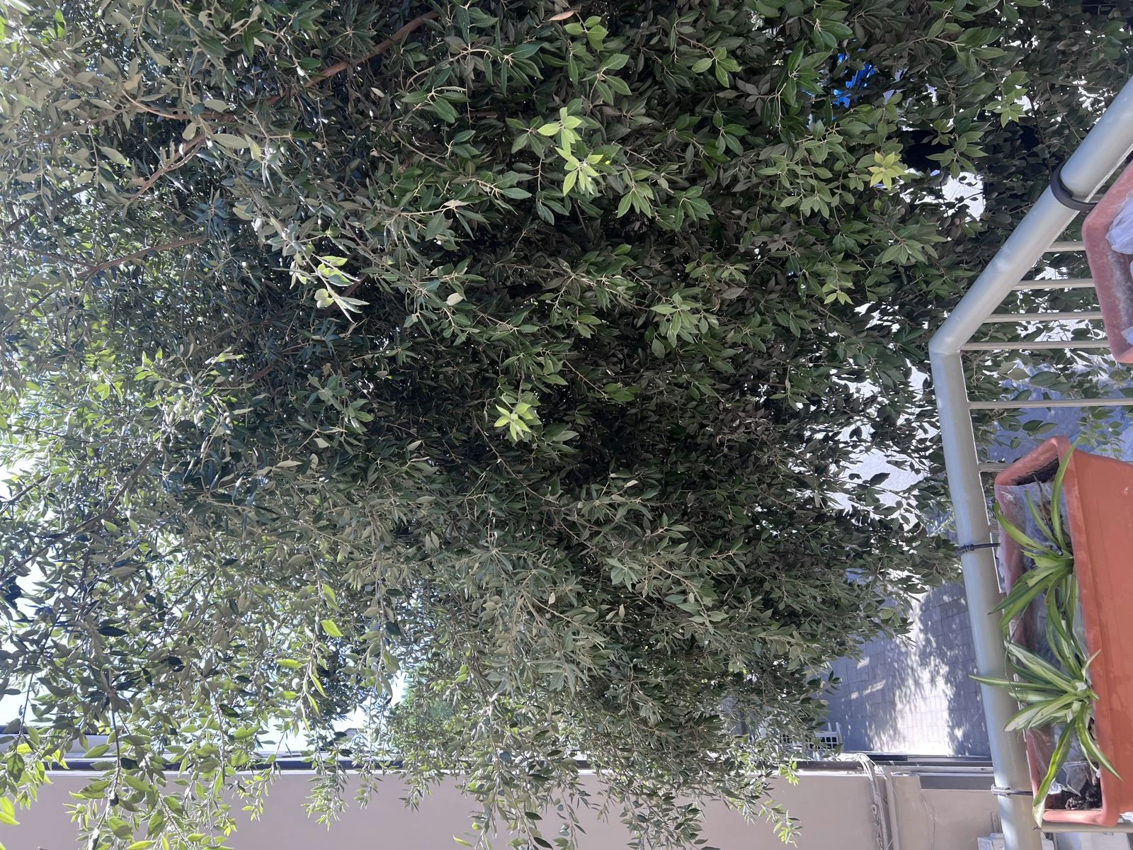 Verde pubblico non curato a Cosenza: disagi per i residenti di Via Alimena e Via Riccardo Misasi