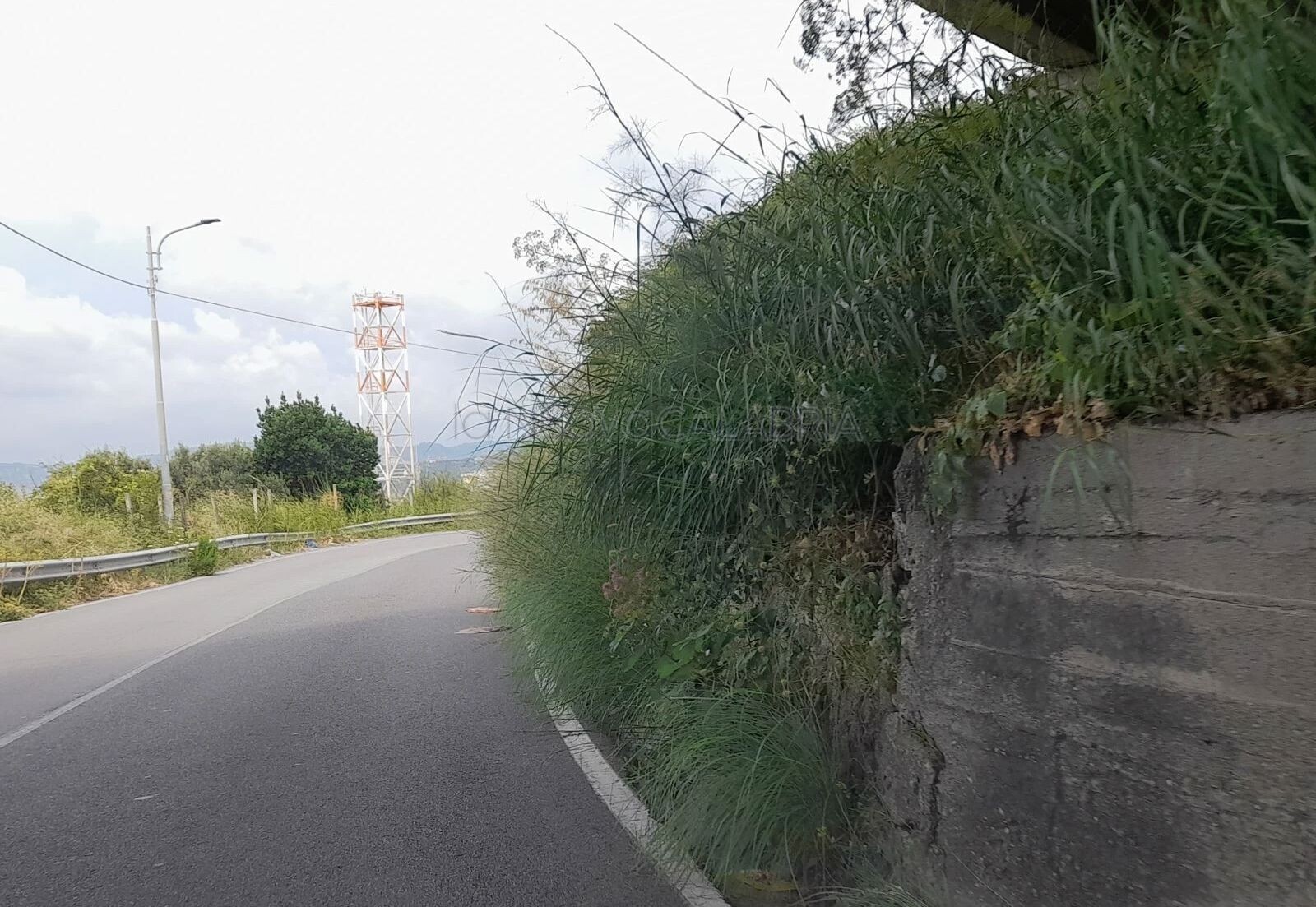 images Catanzaro, accesso a Cavita invaso dalla vegetazione: pedoni costretti a invadere la carreggiata