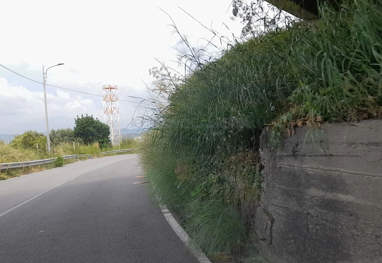 Catanzaro, accesso a Cavita invaso dalla vegetazione: pedoni costretti a invadere la carreggiata
