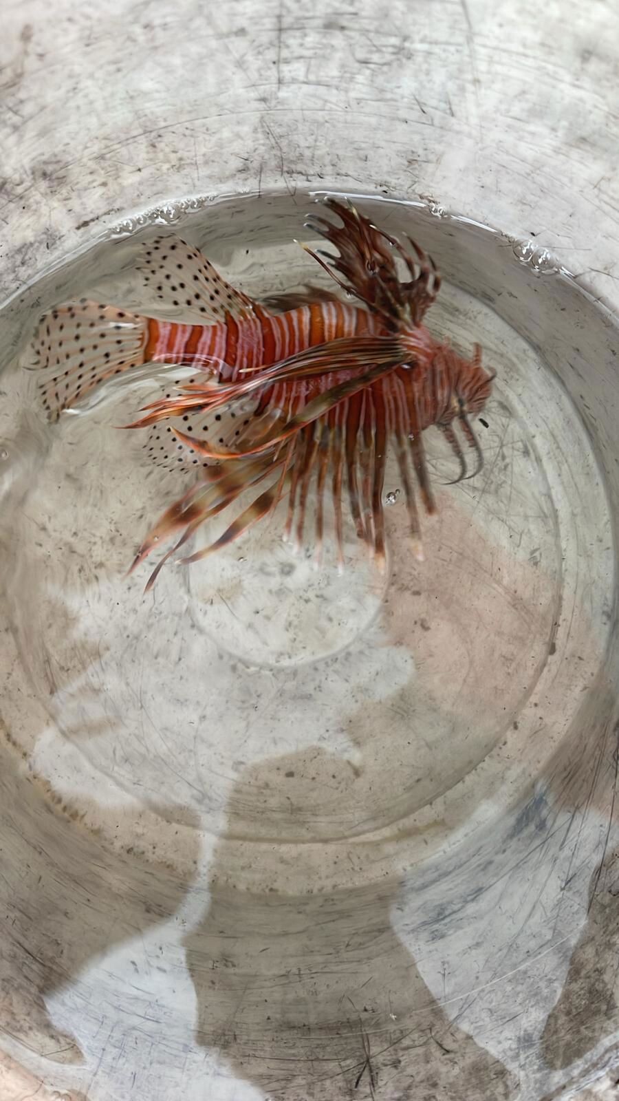 images Soverato, pescatori recuperano un pesce scorpione: terzo avvistamento in un mese