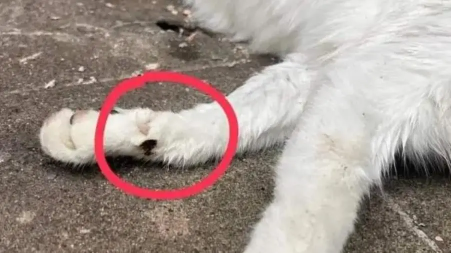 Taverna, atti di crudeltà su un gatto morto: insorge la comunità sui social  images Taverna, atti di crudeltà su un gatto morto: insorge la comunità sui social