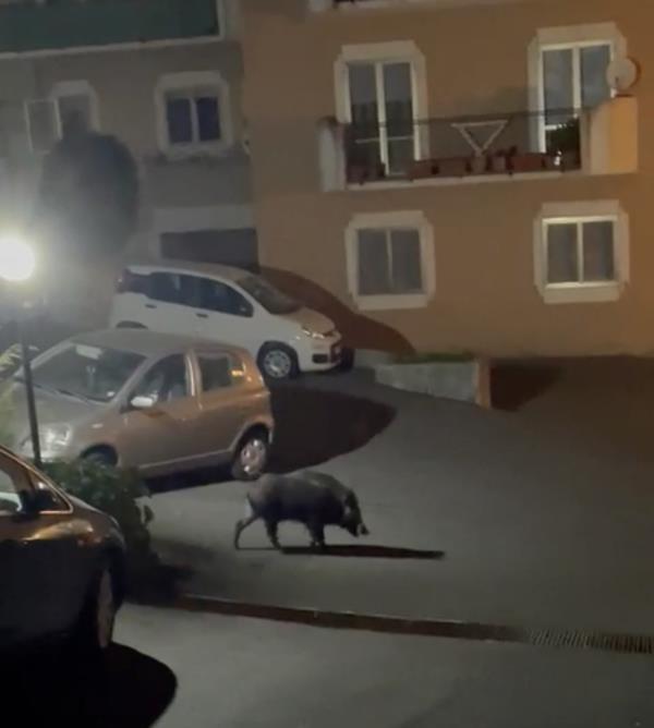 images Catanzaro. Un cinghiale beccato dalle immagini tra le strade di viale De Filippis 