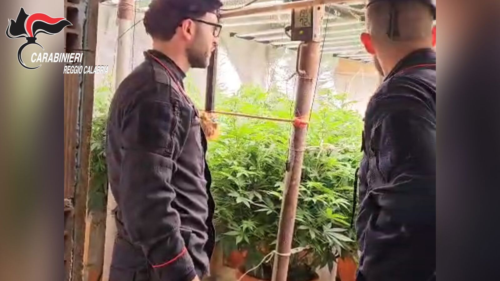 Platì, scoperto un bunker con piantagione “indoor” di marijuana: denunciati padre e figlio images Platì, scoperto un bunker con piantagione “indoor” di marijuana: denunciati padre e figlio
