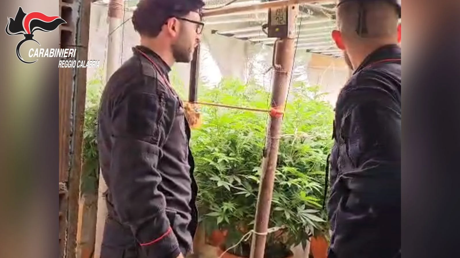 Platì, scoperto un bunker con piantagione “indoor” di marijuana: denunciati padre e figlio