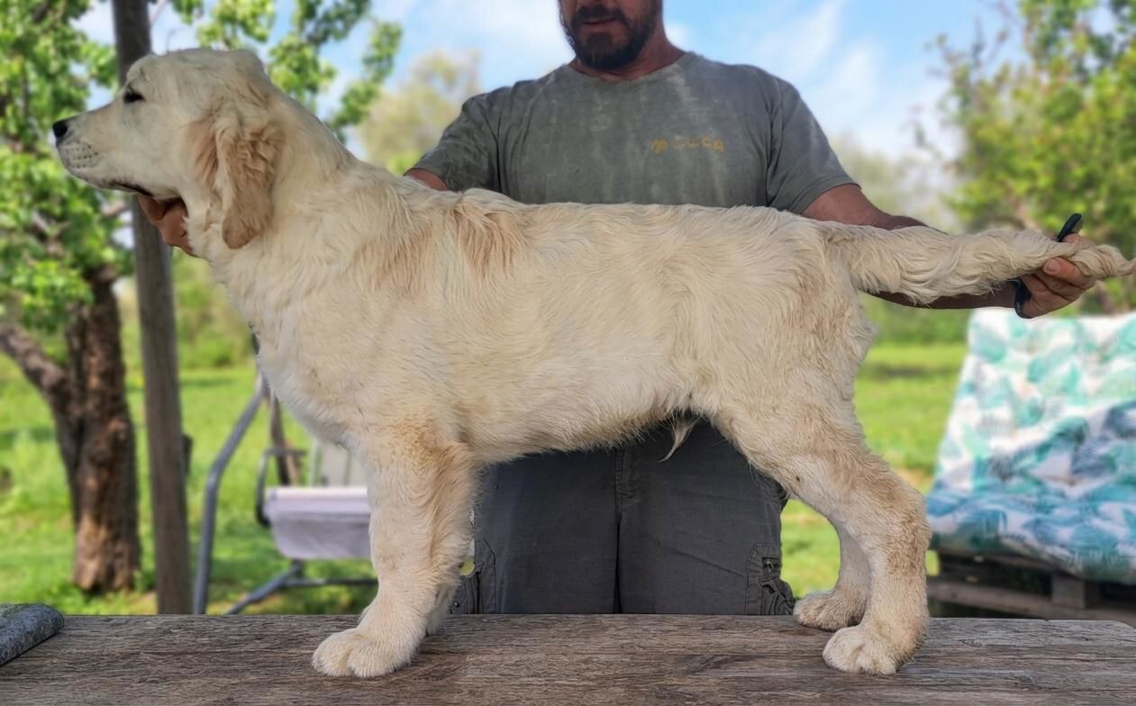 images Toscana e Calabria unite dalla solidarietà: il cucciolo “Asso” è pronto a far parte della famiglia di Equipariamo Natural Therapy di Catanzaro