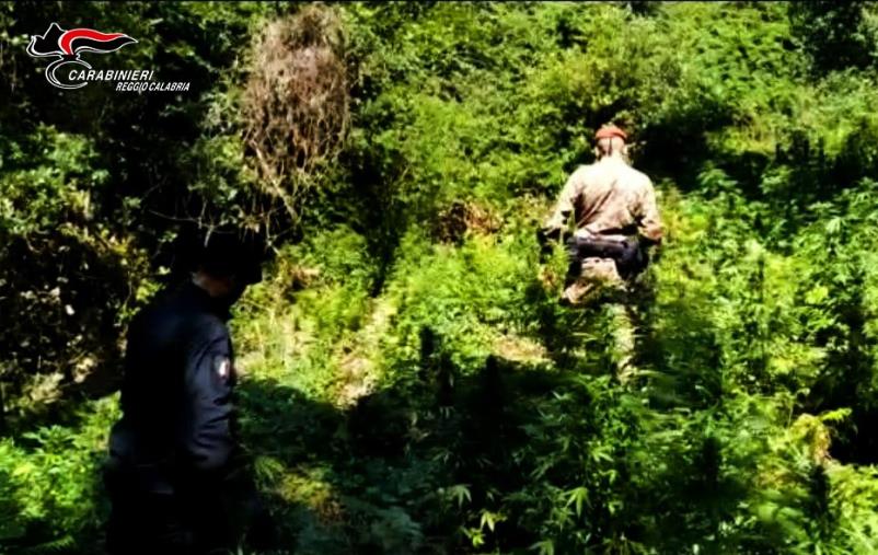 images Cinquefrondi: rinvenuta una piantagione di marijuana sull’alto piano della Limina