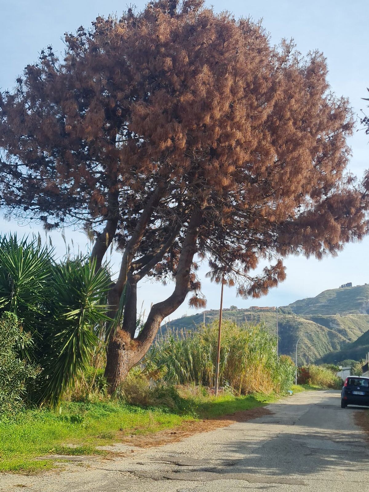 Sicurezza a Tropea, Piserà sollecita interventi urgenti sulle alberature pericolose images Sicurezza a Tropea, Piserà sollecita interventi urgenti sulle alberature pericolose