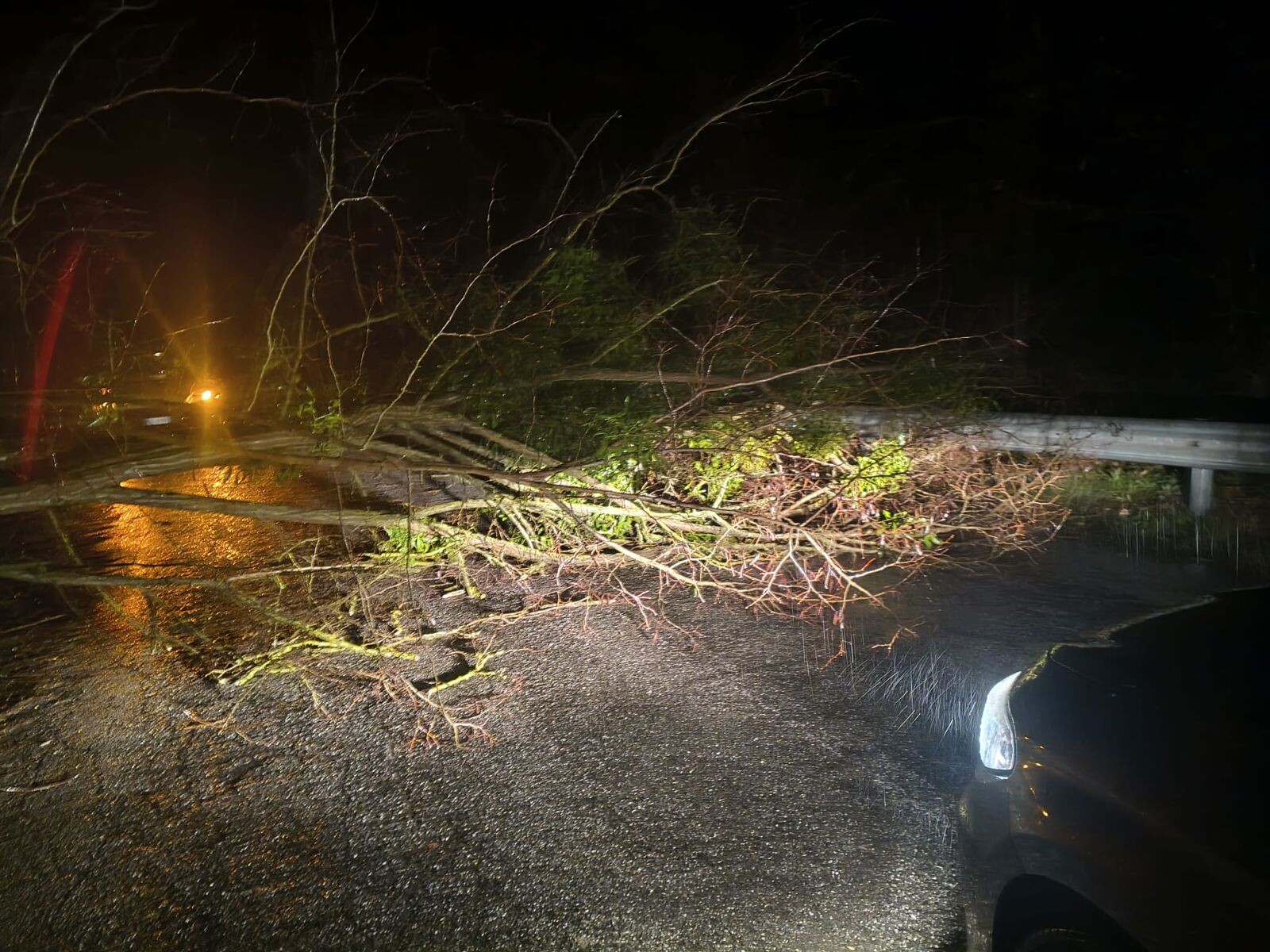images Maltempo sulla SP38: albero cade sulla strada tra San Pietro Apostolo e Cicala, tragedia sfiorata
