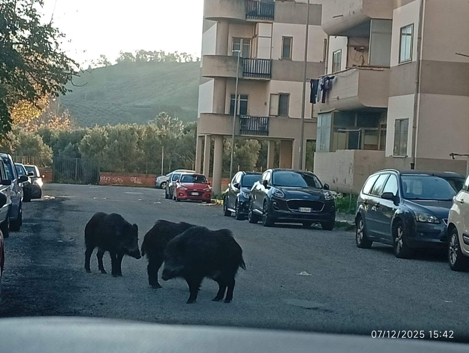 Catanzaro, cinghiali in pieno giorno nel quartiere Pistoia: cresce la preoccupazione tra i residenti images Catanzaro, cinghiali in pieno giorno nel quartiere Pistoia: cresce la preoccupazione tra i residenti
