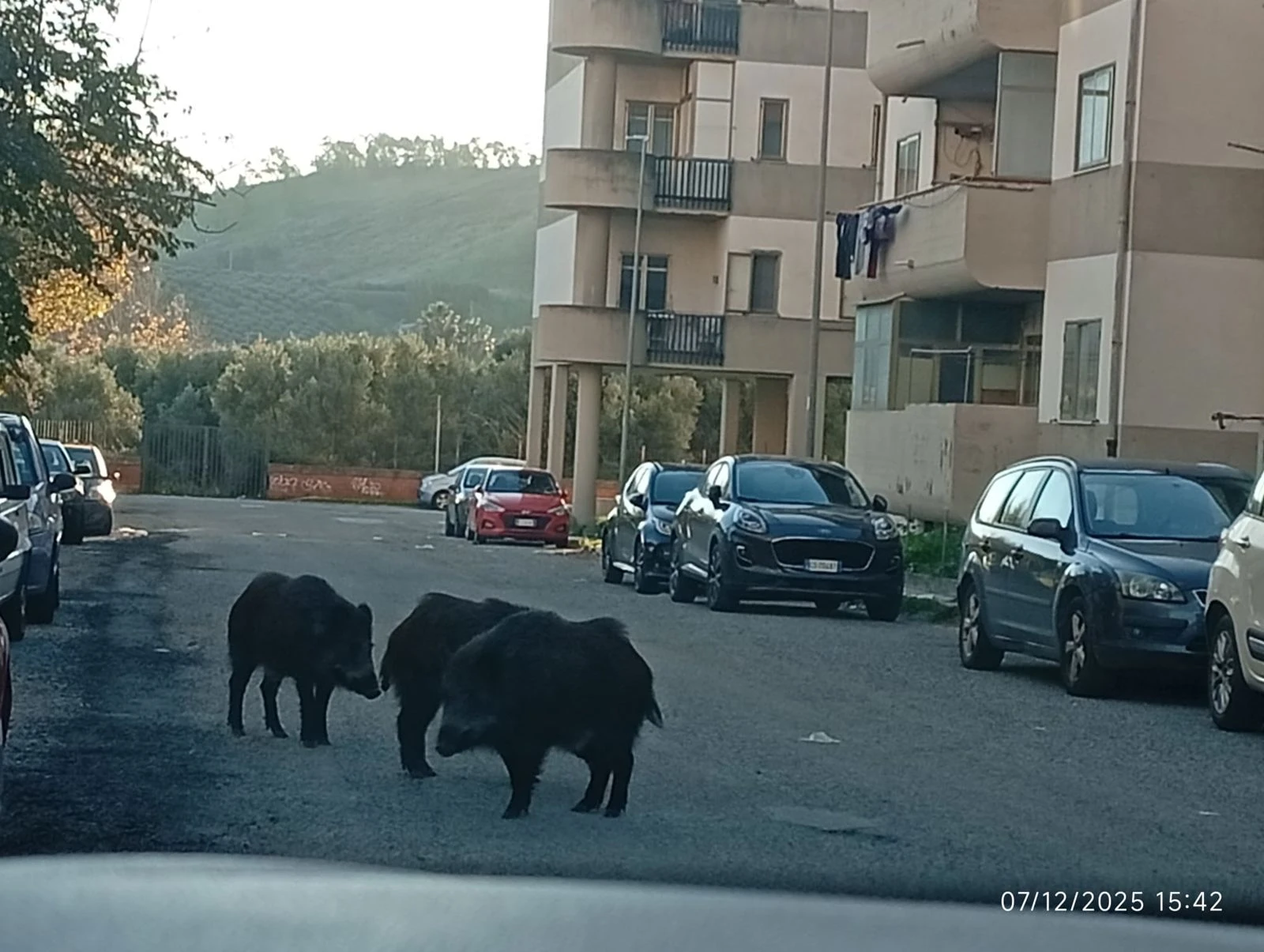Catanzaro, cinghiali in pieno giorno nel quartiere Pistoia: cresce la preoccupazione tra i residenti