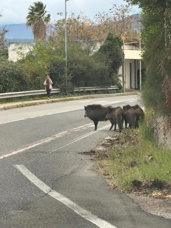 images Avvistato gruppo di cinghiali nei pressi del bivio di Pietragrande 