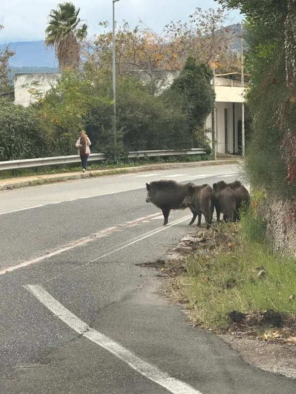 images Avvistato gruppo di cinghiali nei pressi del bivio di Pietragrande 