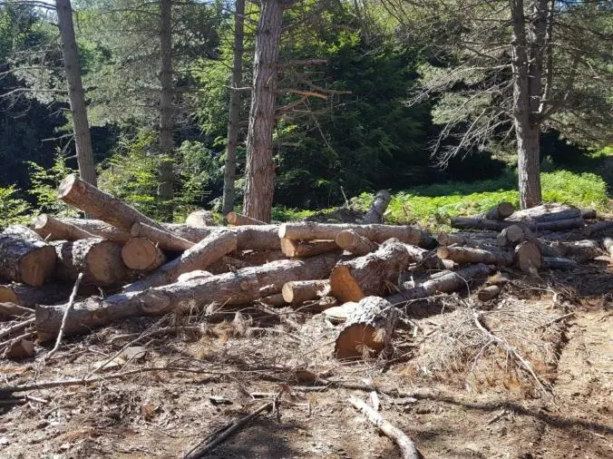 images Furto aggravato di legname e gestione illecita di rifiuti nel Parco Nazionale d’Aspromonte



