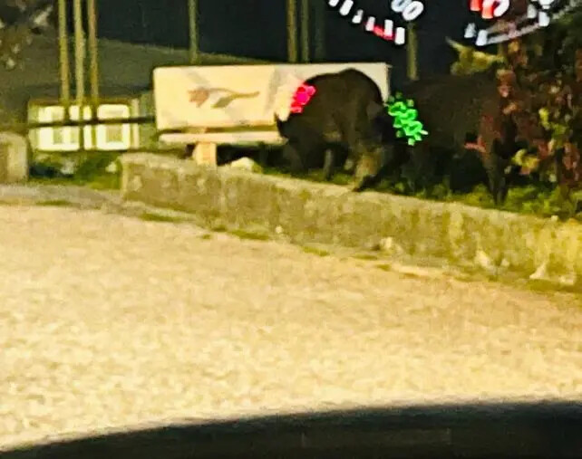 Controvento: “Non solo cinghiali, a Catanzaro è emergenza randagi” images Controvento: “Non solo cinghiali, a Catanzaro è emergenza randagi”