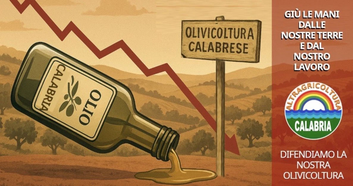 L’appello di Luana Guzzetti: “La Calabria olivicola abbandonata, serve giustizia per chi produce onestamente”