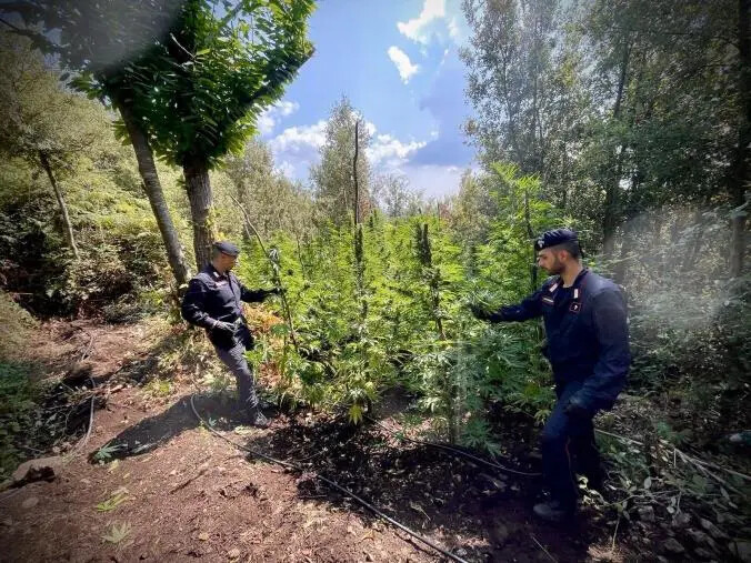 images Nardodipace, numerose piantagioni di canapa indiana trovate in aree demaniali
 