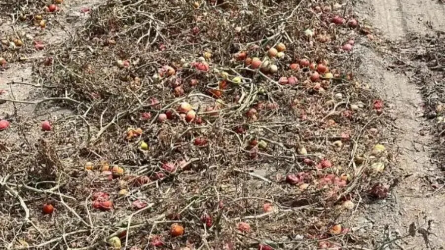 Coldiretti Calabria: siccità record nel Crotonese chiesta alla regione l’attivazione dello stato di calamità images Coldiretti Calabria: siccità record nel Crotonese chiesta alla regione l’attivazione dello stato di calamità