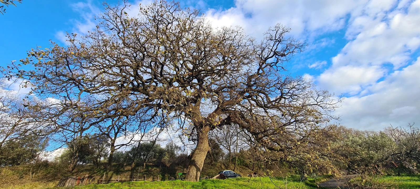 Alberi monumentali, Colosimo: "Traguardo storico per Catanzaro, grazie alla partecipazione di cittadini e associazioni" 