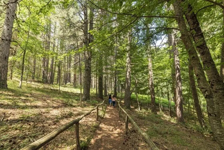 images Il FAI promuove le 'Camminate nella biovidersità': appuntamento tra i Giganti della Sila