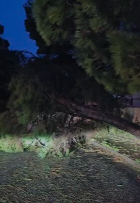 images Catanzaro, albero cade su Via Gariano: bloccati accesso e uscita dell'intero quartiere (VIDEO)