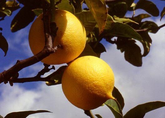 images ll bergamotto di Reggio Calabria è IGP: finalmente gli agricoltori esultano