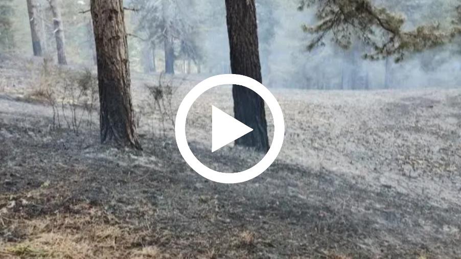 images In fiamme la provincia catanzarese: criticità maggiori a Cerva e Sersale