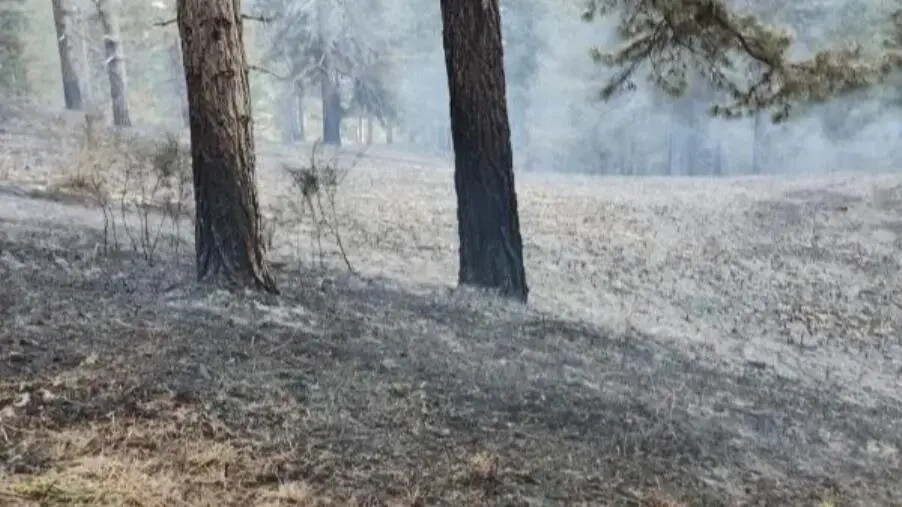 In fiamme la provincia catanzarese: criticità maggiori a Cerva e Sersale images In fiamme la provincia catanzarese: criticità maggiori a Cerva e Sersale