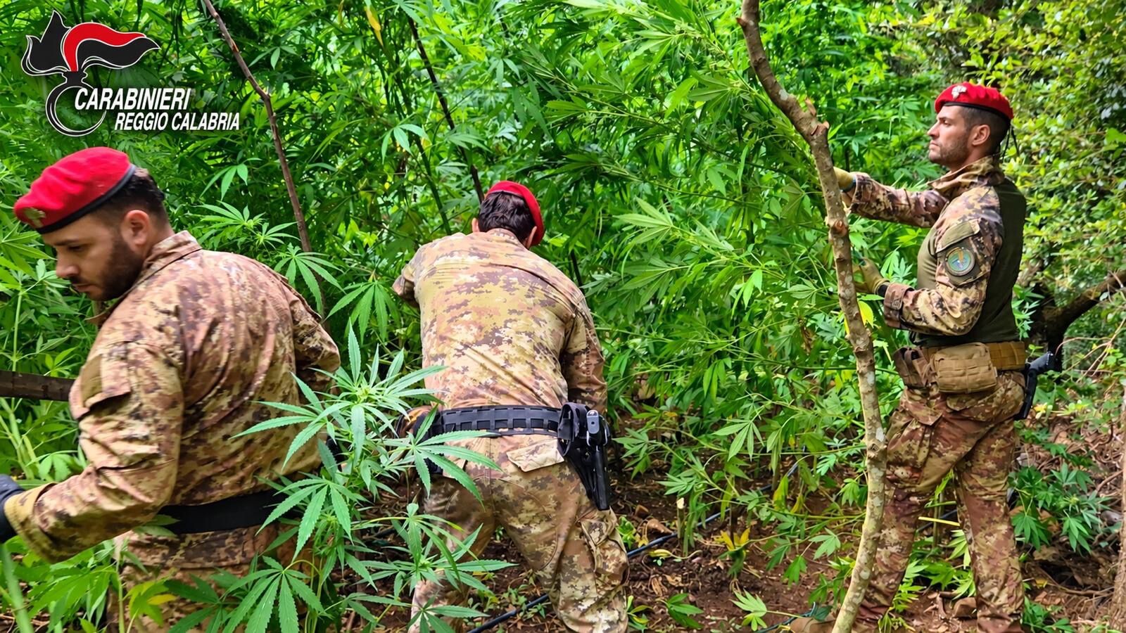 images Scoperta una piantagione di droga nel Reggino: più di 2 milioni sottratti alle economie criminali