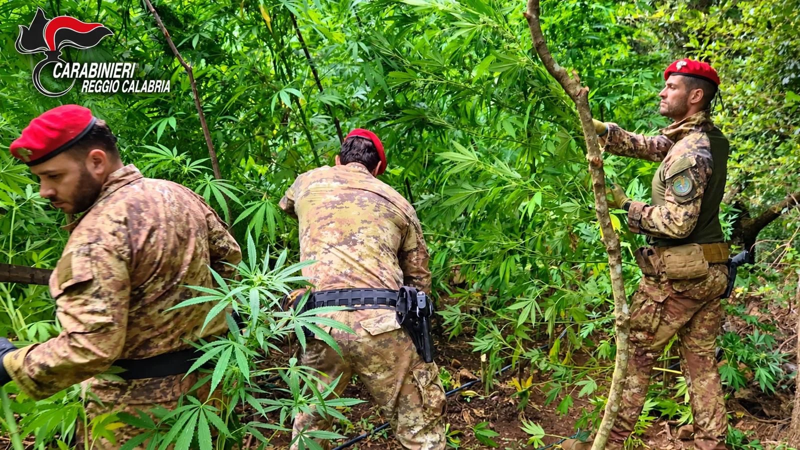 Scoperta una piantagione di droga nel Reggino: più di 2 milioni sottratti alle economie criminali