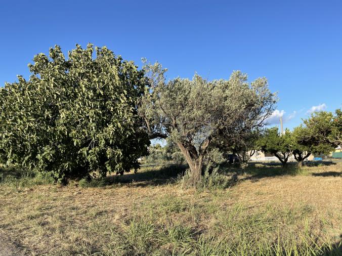 Simeri Mare, rissa per accaparrarsi frutti in un terreno altrui: interviene la Municipale images Simeri Mare, rissa per accaparrarsi frutti in un terreno altrui: interviene la Municipale