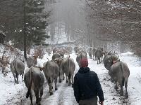 images Cinema e Pastoralismo, "Figli del Minotauro" sbarca in Spagna per&nbsp;raccontare la transumanza podolica