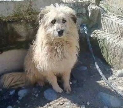 images Catanzaro, le accuse di Veraldi: "L’Oasi Canina di San Floro è l’esempio plastico di mala politica" 