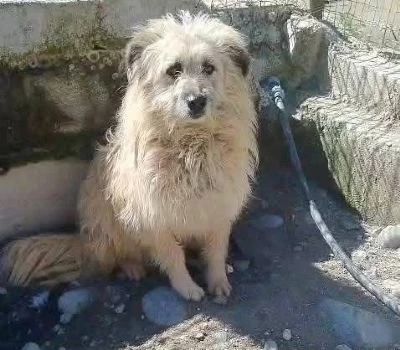 Catanzaro, le accuse di Veraldi: "L’Oasi Canina di San Floro è l’esempio plastico di mala politica" 