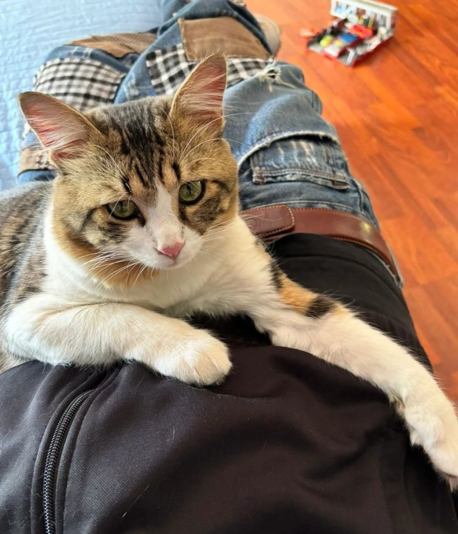 Catanzaro, appello per ritrovare Happy: il gatto si è smarrito nei pressi dello Stadio Ceravolo 