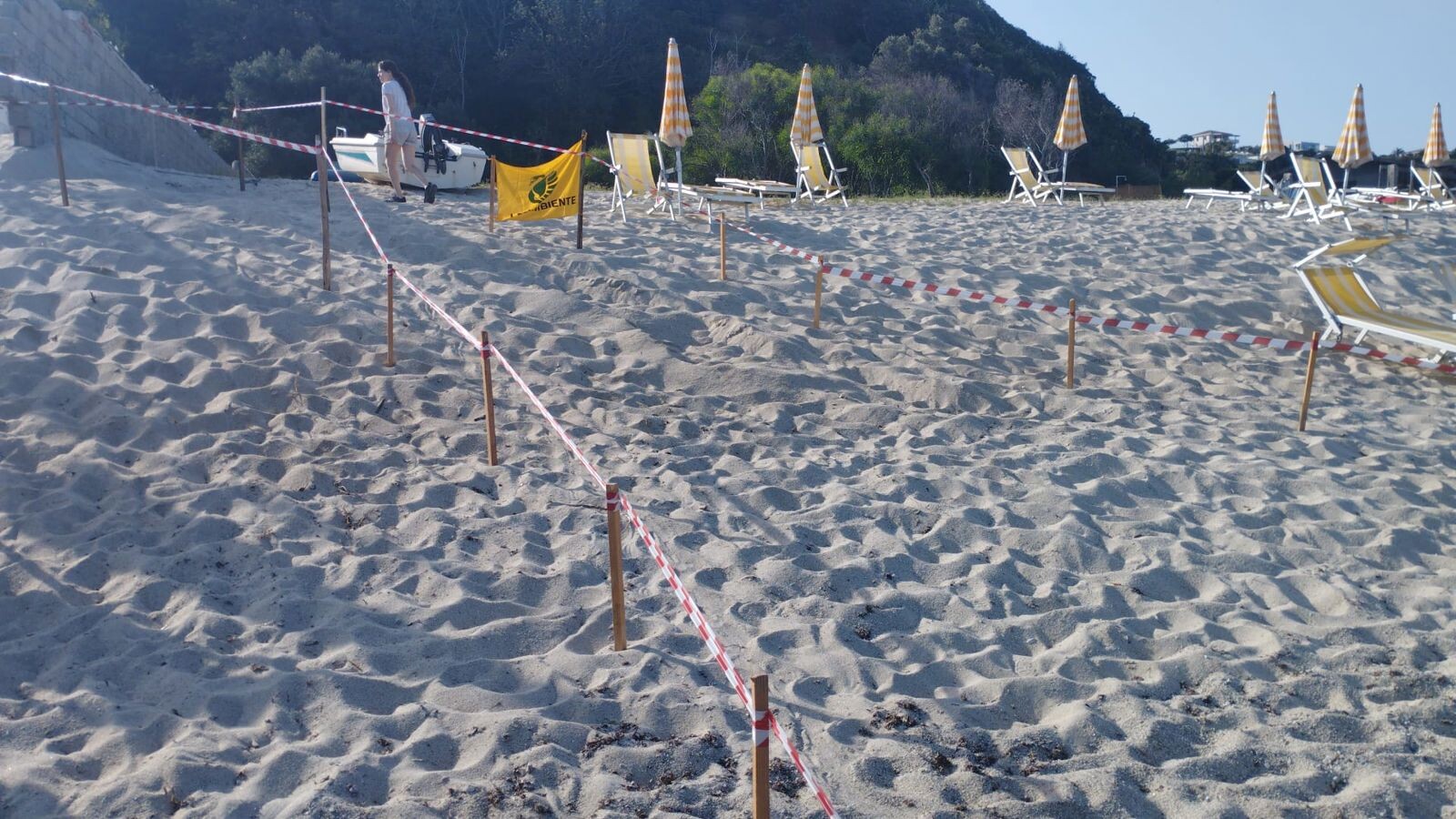 images Ricadi, scoperto il terzo nido di tartaruga Caretta caretta: record di nidificazioni sulla Costa degli Dei